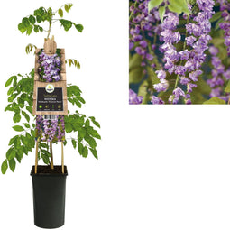 Van der starre - Klimplant Wisteria floribunda Violacea Plena 75 cm