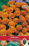 Van Hemert & Co - 2 stuks Tagetes patula nana Honeycomb
