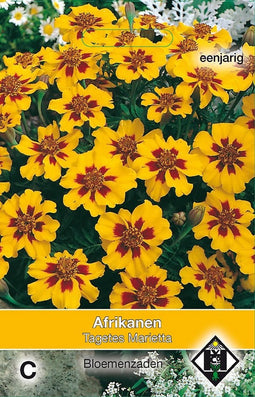 Van Hemert & Co - 2 stuks Tagetes patula nana Marietta