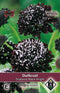 Van Hemert & Co - Duifkruid Black Knight (Scabiosa atropurpurea)