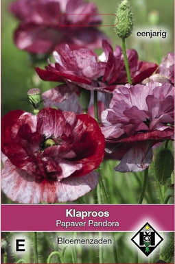 Van Hemert & Co - Klaproos Pandora (Papaver Rhoeas)