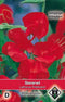 Van hemert co - Lathyrus odoratus Firebrand