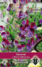 Van Hemert & Co Lathyrus Odoratus Matucana Siererwt - 5 Plantjes