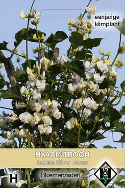 Van Hemert - Hyacintboon Lablab purpureus 'Silver Moon'