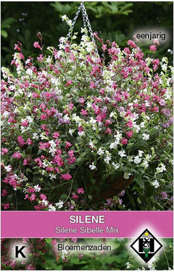 Van Hemert - Silene pendula Sibella Mix