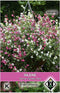 Van Hemert - Silene pendula Sibella Mix