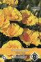 Van Hemert - Slaapmutsje Yukon Gold (Eschscholzia californica)