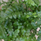 Varen Asplenium Parvati