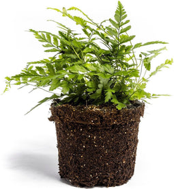 Varen plant - ↑15cm