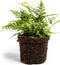 Varen plant - ↑15cm