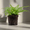 Varen plant - ↑15cm