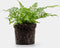 Varen plant - ↑15cm