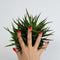Nail foils solid red - Red Treasure