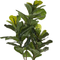 Beliani FICUS LYRATA - Kunstplant - Zwart - Synthetisch materiaal