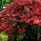 Culvita | Planting soil acid-loving 40 L | suitable for azalea, hydrangea and rhododendron