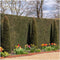 Plants by Frank | Taxus 'Baccata' hedge | plant set with 6 hardy hedge plants