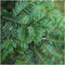 Plants by Frank | Taxus 'Baccata' hedge | plant set with 6 hardy hedge plants