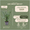 Plants by Frank | Taxus 'Baccata' hedge | plant set with 6 hardy hedge plants