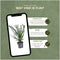 Plants by Frank | Taxus 'Baccata' hedge | plant set with 6 hardy hedge plants