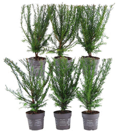 Plants by Frank | Taxus 'Baccata' hedge | plant set with 6 hardy hedge plants