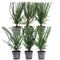 Plants by Frank | Taxus 'Baccata' hedge | plant set with 6 hardy hedge plants