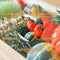 Real mini fruits Giftbox | approx. 18 pieces | 2-4 cm Ø | autumn decoration | Halloween decoration