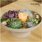 Real succulents medium mix 5 pieces - Echeveria mini's Ø7-10 cm - houseplant - succulent