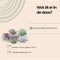 Real succulents medium mix 5 pieces - Echeveria mini's Ø7-10 cm - houseplant - succulent