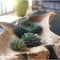 Real succulents medium mix 5 pieces - Echeveria mini's Ø7-10 cm - houseplant - succulent