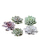 Real succulents medium mix 5 pieces - Echeveria mini's Ø7-10 cm - houseplant - succulent