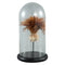 PTMD Zepp Glass Bell Jar - 18 x 18 x 32 cm - Glass - Brown