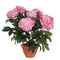 Mica Decorations Peony - H50 x Ø45 cm - Terra - Pink