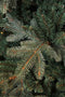 Black box artificial Christmas tree frasier fir size in cm: 185 x 124 blue green