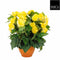 Mica Decorations begonia size in cm: 37 x 35 yellow in pot