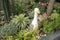 Hyundai Lighting - Dierenlamp op zonne-energie - Gans