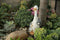 Hyundai Lighting - Dierenlamp op zonne-energie - Gans