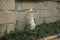 Hyundai Lighting - Dierenlamp op zonne-energie - Gans