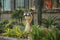 Hyundai Lighting - Dierenlamp op zonne-energie - Kat