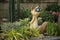 Hyundai Lighting - Dierenlamp op zonne-energie - Kat