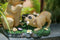 Hyundai Lighting - Dierenlamp op zonne-energie - Puppies met watertap