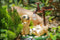 Hyundai Lighting - Dierenlamp op zonne-energie - Puppies met watertap