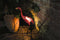 Hyundai Lighting - Flamingo Lamp op Zonne-energie
