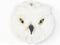 beaubybo Wild & Soft Chloe dierenkop pluche wanddecoratie - Sneeuwuil