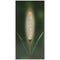 LED solar light in reed design, with twilight sensor, 20 x warm white LEDs