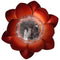 Lotus Flower Solar LED Garden Light Mini with a warm white LED, solar panel and battery