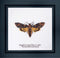 Death's-head Hawk moth - Linen - 32 count - 563
