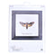 Death's-head Hawk moth - Linen - 32 count - 563