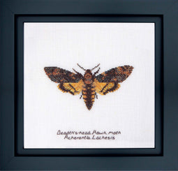 Death's-head Hawk moth - Aida - 16 count - 563A