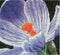 Crocus - Aida - 18 count - 487A