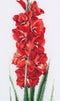Gladioli Red - Linen - 36 count - 3073